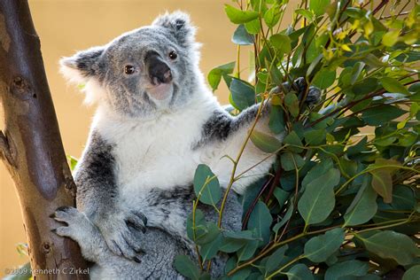 Koala Koala At The San Diego Zoo California Ken Zirkel Flickr