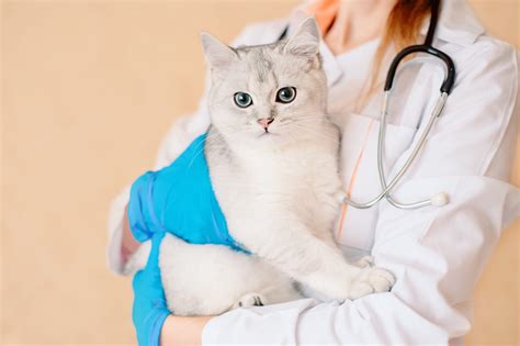 Why Preventive Health Care For Pets Is Important Azpetvet
