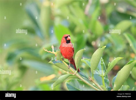 Red Cardinal Hawaii Big Island Usa Stock Photo Alamy