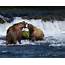 Brown Bear Facts Animals Of North America  WorldAtlascom