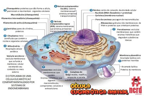 Célula Eucariótica Animal Nerdcursos
