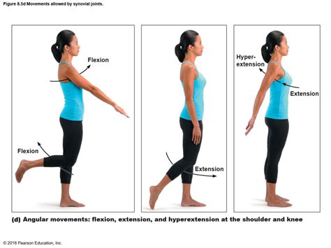 Flexion Extension And Hyperextension Human Physiology