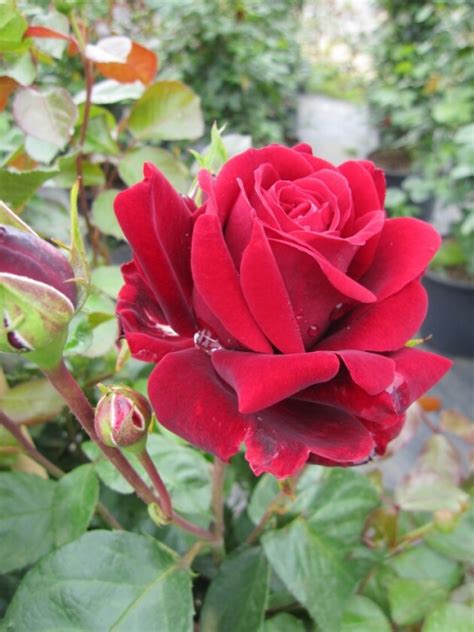 Poulsen führte 1912 seine erste eigene. Kletterrose Naheglut® XL Rosa Naheglut® samtiges dunkelrot ...