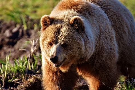 European Brown Bear Wild Animal Free Photo On Pixabay Pixabay