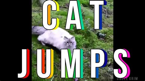 Cat Jumps Youtube