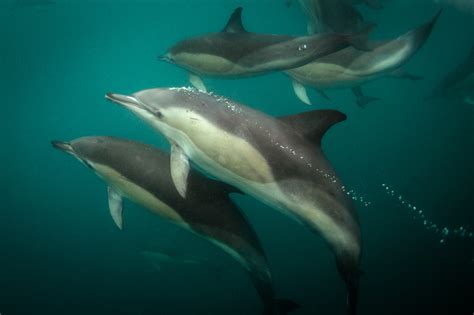Common Dolphin Underwater Pod Ireland George Karbus Photography