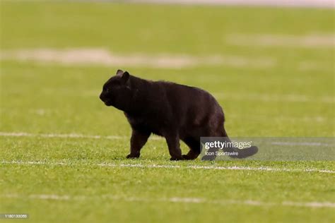 A Black Cat Runs Onto The Field During The National Football League