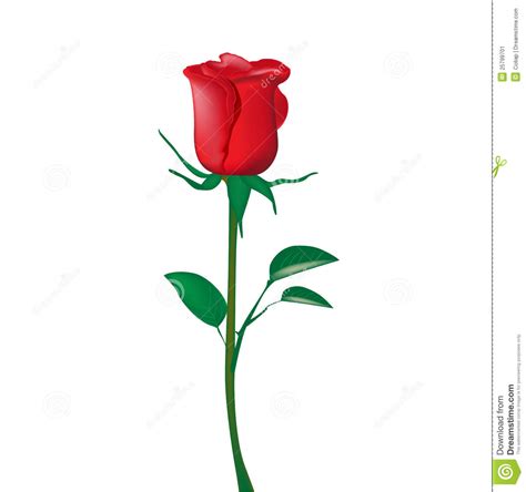Single Red Rose Stock Image Image 25799701