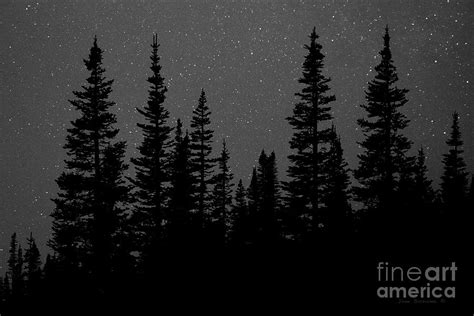 Evergreen Forest With Night Sky Stars Black And White