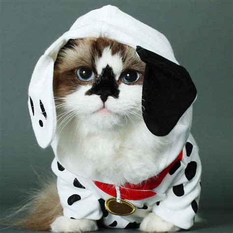 10 Ridiculously Cute Halloween Costumes For Cats Pet Costumes Cat