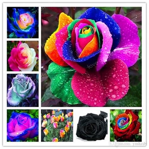 2020 Rare Holland Rainbow Rose Flower Bonsai Home Garden Rare Flower