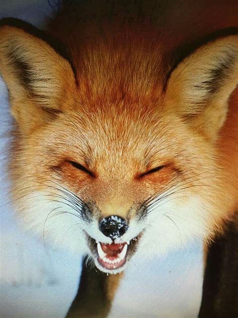 A Foxy Smile Fox Images Fox Animals