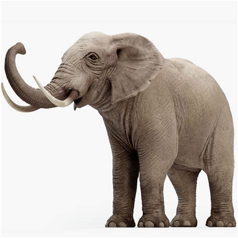 3d Asset Animated Elephant 8k Cgtrader