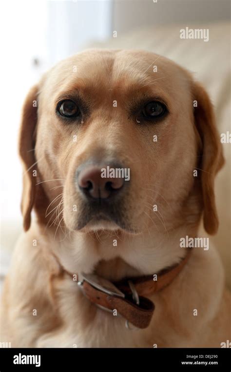 Fat Labrador Hi Res Stock Photography And Images Alamy