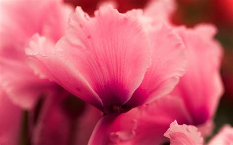 Hopefully i will manage to get you to see it. pink flower cyclamen close up - HD Desktop Wallpapers | 4k HD