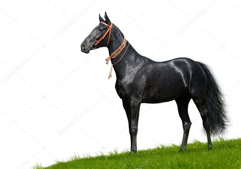 Semental De Akhal Teke Negro Foto De Stock Tristana