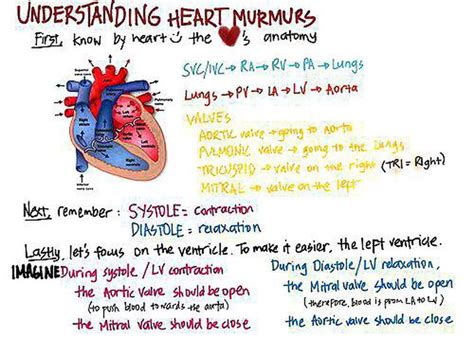 understanding heart murmurs medizzy