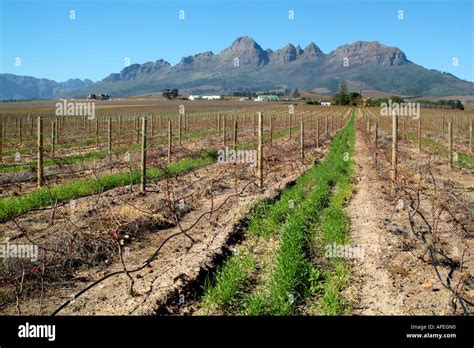 Helderberg Mountain Overlooks Eikendal Vineyards Near Stellenbosch