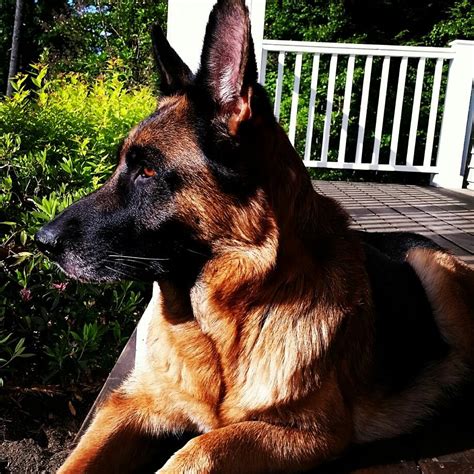 Maybe you would like to learn more about one of these? vom Gutehirte German Shepherds of Maine in Cumberland Center, ME - Marketplace - American Kennel ...