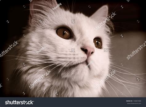 They have a very distinctive appearance due to their being originally bred with. Beautiful White Persian Cat With Copper Eyes Stock Photo ...