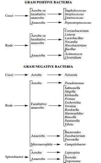 Classification Des Bactéries Dintérêt Médical Pdf