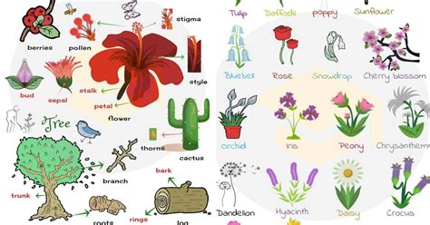 Flowers Names And Pictures A Z List Of Plant And Flower Names In