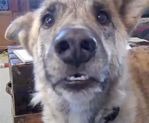 Viral Video Of The Day Hilarious Talking Dog Cant Get Any Bacon In