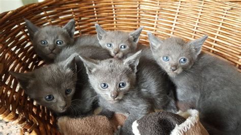 🐱 find cats and kittens locally for sale or adoption in st. Russian Blue Cats For Sale | Minneapolis, MN #226787