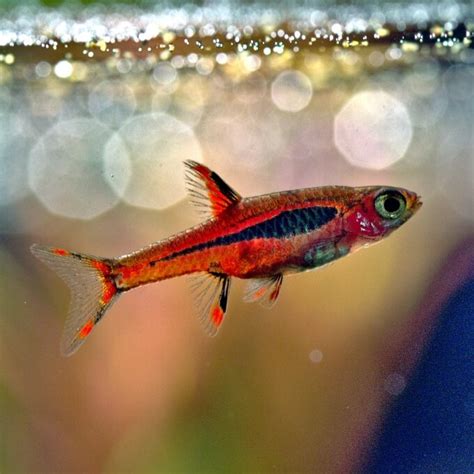 21 Small Freshwater Fish For Nano Tanks And Aquariums