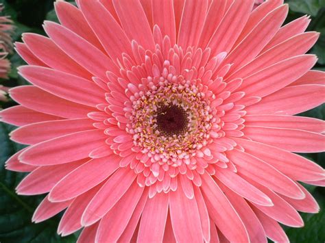 Beautiful Pink Daisy Flowers Hi Res 1080p Hd