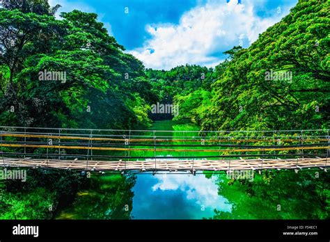 Bamboo Pedestrian Suspension Bridge Over River In Jungle Bohol