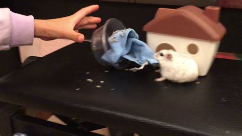 Funny Hamster Falling Down Youtube