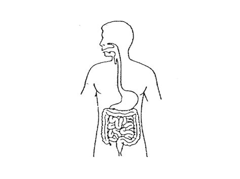 The Digestive System Unlabeled Diagram