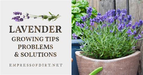 Expert Lavender Growing Tips For Home Gardeners — Empress Of Dirt