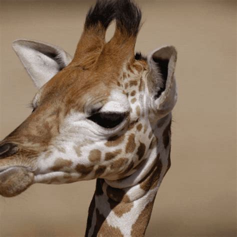 Baby Giraffe GIFs Get The Best GIF On GIPHY