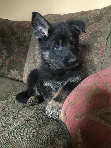 Buy Trained German Shepherd Puppies April 2024 Availability