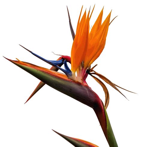 Bird Of Paradise Isolated Transparent Spring Italy April 2018 By Jon