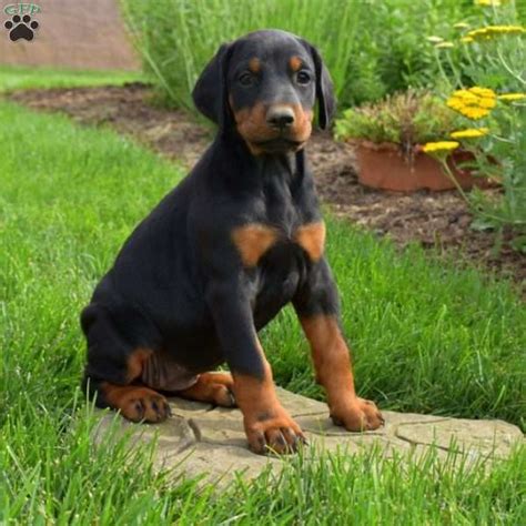 Uptown puppies connects you with doberman puppy breeders that have been vetted. Jayme - Doberman Pinscher Puppy For Sale in Pennsylvania