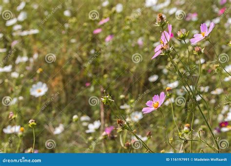 A Field Of Wild Cosmos Flowers With A Dreamy Look Stock Image Image