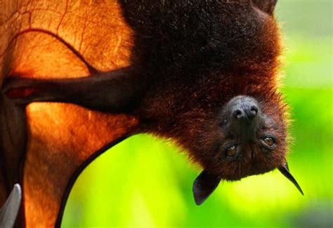 The Giant Malayan Flying Fox Critter Science