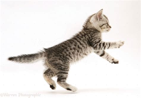Silver Spotted Shorthair Kitten Leaping Photo Wp14265