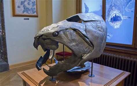 Dunkleosteus One Of The Largest And Fiercest Sharks 380 Million Years Ago
