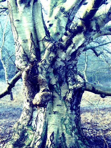Giant Silver Birch Tree Colour Adapted A Picture I Took O Flickr