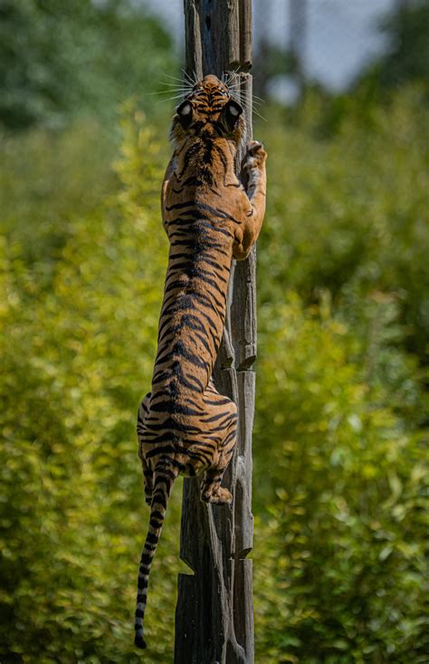 Rare Handsome Tiger Arrives At Chester Zoo To Save His Species