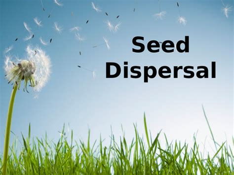Seed Dispersal Powerpoint Teaching Resources