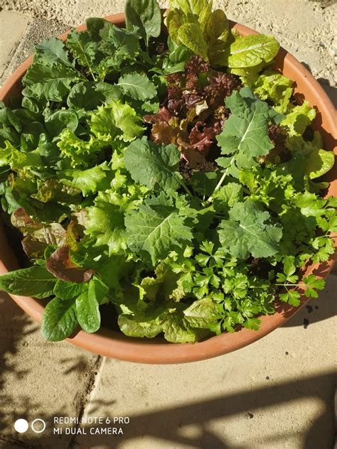 The Salad Bowl Garden African Hebrew Israelites Of Jerusalem