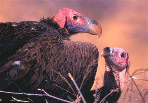 Lappet Faced Vulture And Chick Torgos Tracheliotus At A Ne Flickr