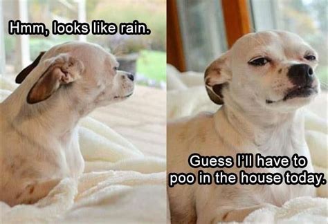 28 Funny Dog Memes Rain Factory Memes