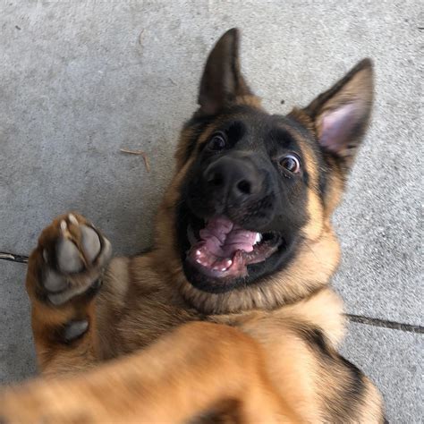 10 Adorable German Shepherd Pics To Put A Smile On Your Face