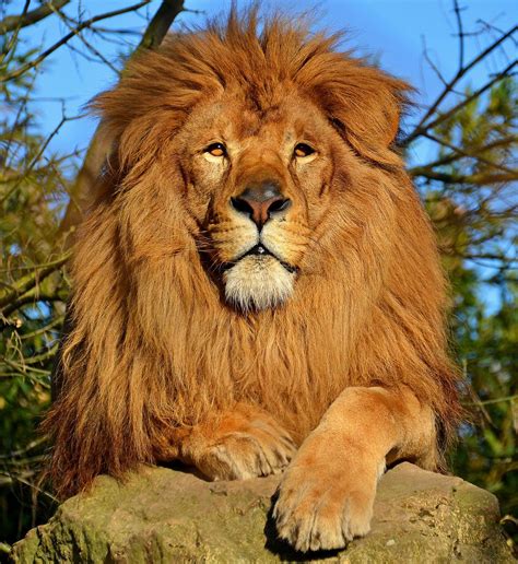 Résultat De Recherche Dimages Pour Lion Lion Pictures Animals
